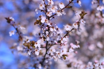 flowering branches of plums or cherries in spring.