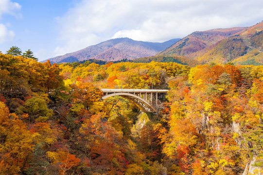 View of a bridge in crossing the Naruko Gorge near Sendai, Miyagi, Japan with trees with autumn color maple leaves all over the mountain in a sunny day