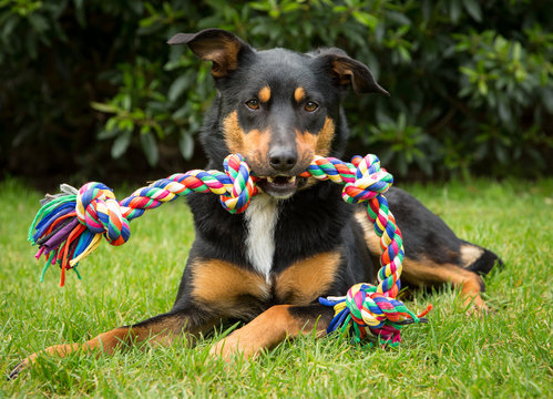Cute tricolour Kelpie dog (an Australian breed of sheep dog) lying on grass holding a colourful rope toy in its mouth.