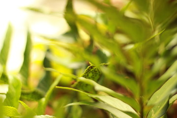 pflanze, baum, Blatt, Nahaufnahme, Natur