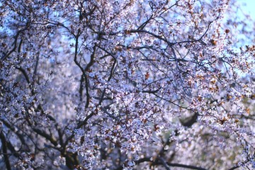 flowering branches of plums or cherries in spring.