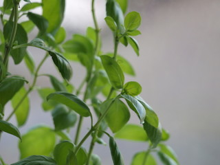 Basil Plant