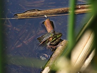 im Wasser hängende Kröte