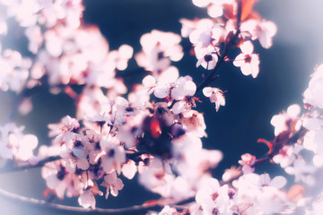 flowering branches of plums or cherries in spring.