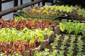 Vibrant green and red seedlings of salad in a greenhouse