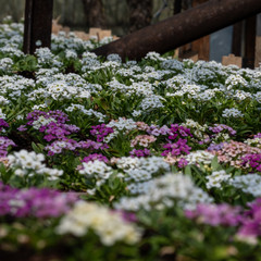 pink flowers in a garden