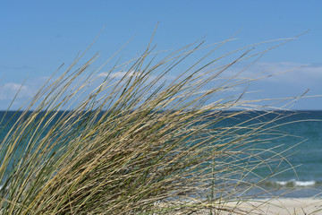 Sea Grass Baltic Sea at Darß Zingst Fischland