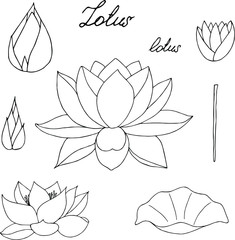 Set of floral elements for design - lotus flower, leaf, button