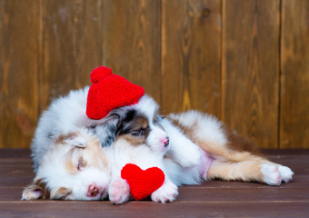Two multi-colored puppies sleep in an embrace hugging a small plush heart