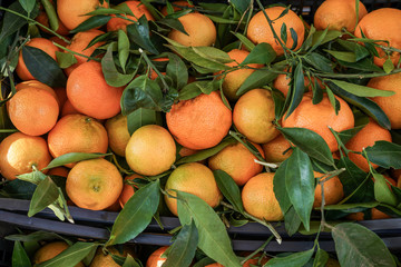 Fresh and ripe tangerines with green leaves