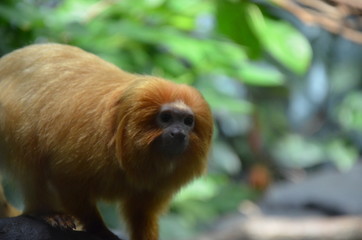 Golden lion tamarin (Leontopithecus rosalia)