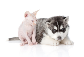 Sphynx kitten sits and snoozes next to a husky puppy. Isolated on a white background