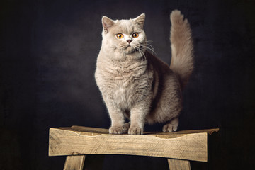 A Beautiful British shorthair cat posing in the studio