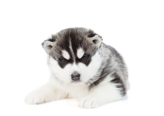 Black-white puppy of husky breed lies and looks at the camera. Isolated on a white background