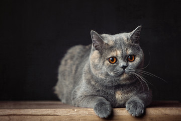 A Beautiful British shorthair cat posing in the studio