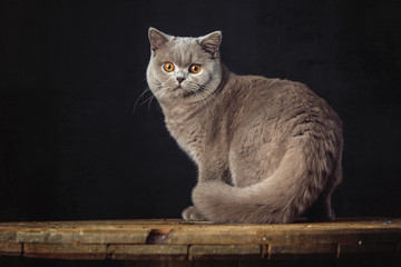 A Beautiful British shorthair cat posing in the studio