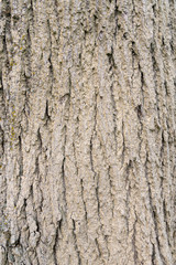 Background texture of tree bark