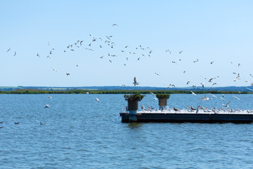 Pier on the river bank. A large flock of seagulls. Summer day.