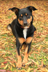Beautiful tricolour Kelpie (Australian breed of sheep dog) resting on autumn leaves.
