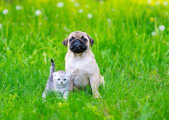 A pug puppy sits next to a gray striped kitten with hanging ears on green grass in the summer in the park