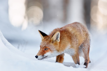 Obraz premium Beautiful young red fox (Vulpes vulpes). Fox looking for food under the snow. Wildlife scene with nature predator. Animal in natural environment.