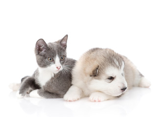 A little puppy of a Malamute breed dog lies next to a gray-white kitten who is interestedly looking away. Isolated on a white background