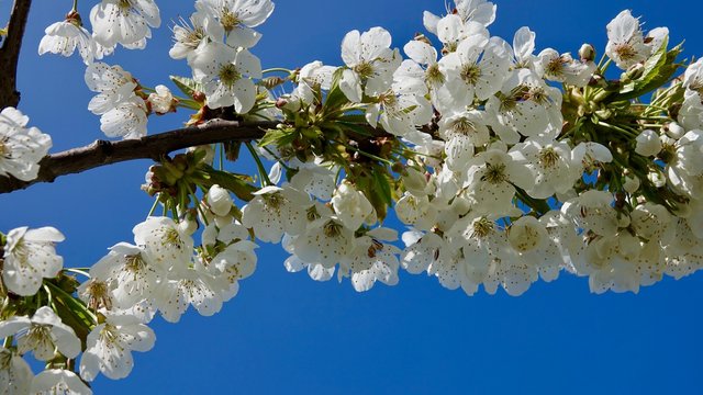 Bl&uuml;hender Birnbaum, Birnenbl&uuml;te