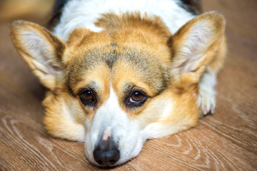 Welsh Corgi Pembroke dog lies at home on the floor. friend devoted eyes