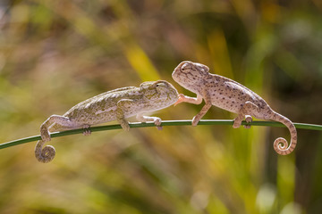 baby chameleon