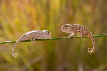 baby chameleon © mehmetkrc