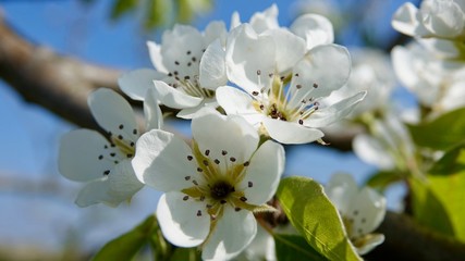 Blühender Birnbaum, Birnenblüte