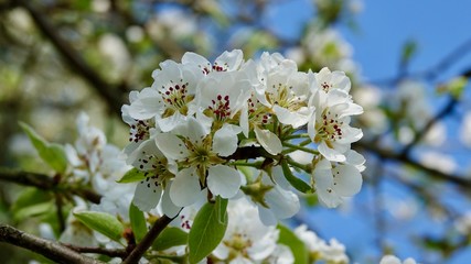 Obraz premium Blühender Birnbaum, Birnenblüte
