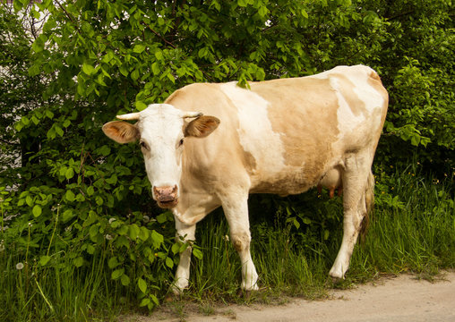 A young red cow with white spots on its sides stands near the bushes and chews grass