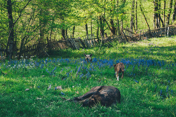 Three dogs lie in a meadow of flowers