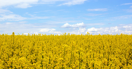 Yellow field rapeseed in bloom with blue sky and white clouds. Peaceful nature. Beautiful background. Concept image.