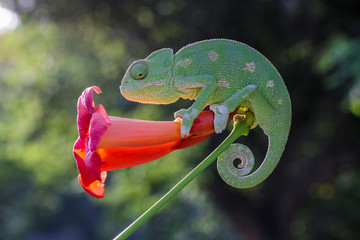 chameleon on a branch - obrazy, fototapety, plakaty