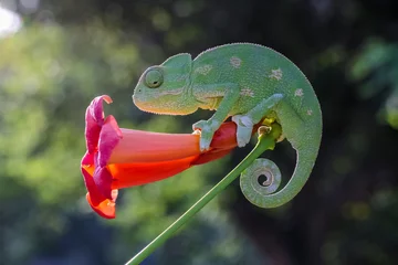 Fotobehang chameleon on a branch © mehmetkrc