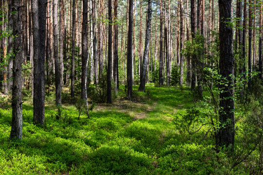 Wiosna na Podlasiu. Puszcza Knyszyńska, Podlasie, Polska