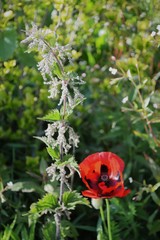 red poppy in the garden