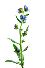 Fototapeta na wymiar Anchusa officinalis, commonly known as the common bugloss or alkanet, is a plant species in the genus Anchusa. High resolution photo of herbs on a white background.
