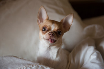 Fototapeta na wymiar Chihuahua dog in the bedroom on the bed. The dog stuck out his tongue. The age of the dog is one year. 