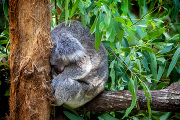 Fototapeta premium A Koala sleeps on a tree branch in Australia.