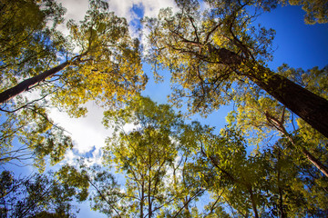 Looking up at the sky through trees in Australia.