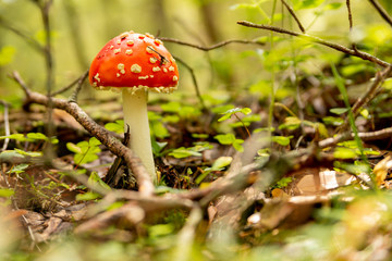 red fly agaric in the forest