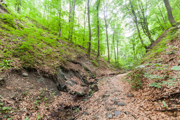 Adventure on spring day in nature, exploring forest