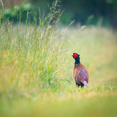 pheasant in a meadow in the morning