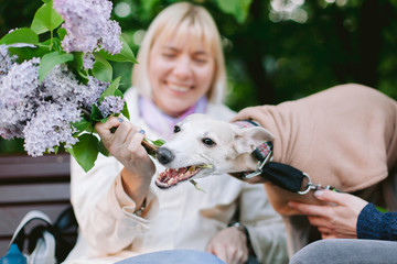 A dog of the whippet breed in a park. Cute dog in coat eating lilac branch