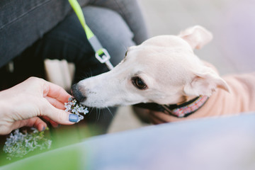 A dog of the whippet breed in a park. Cute dog in coat smelling lilac