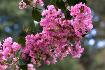 Obraz premium Sunrays on Crepe Myrtle tree blooms