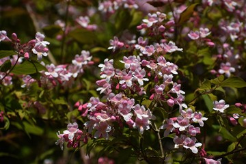 Branches with flowers of Linnaea amabilis, Kolkwitzia amabilis or beauty bush, in the garden.